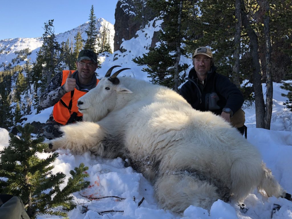 Mountain Goat hunting in Montana
