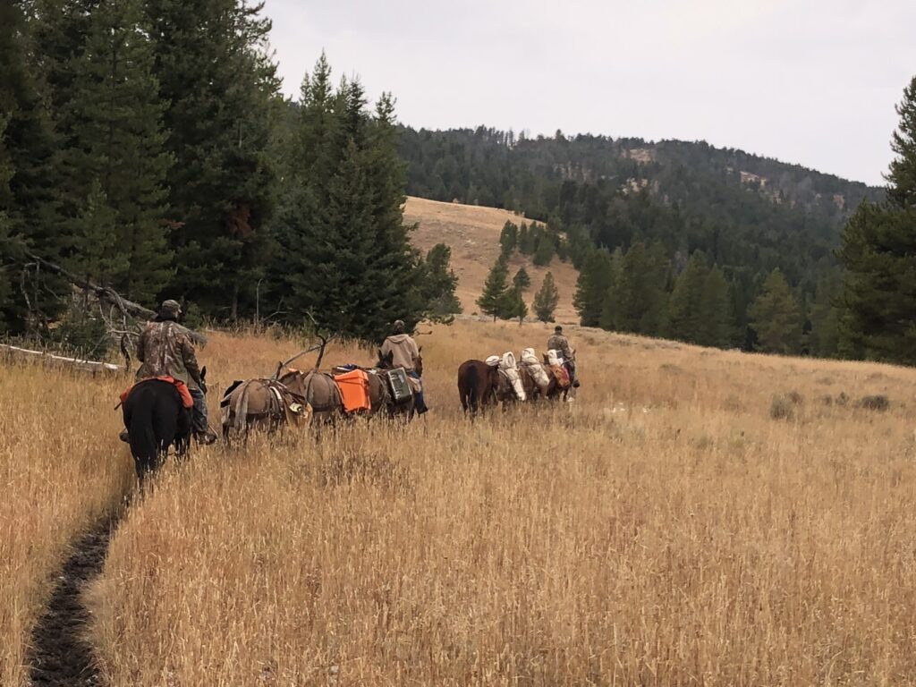 Horse train in Montana backountry on guided hunt