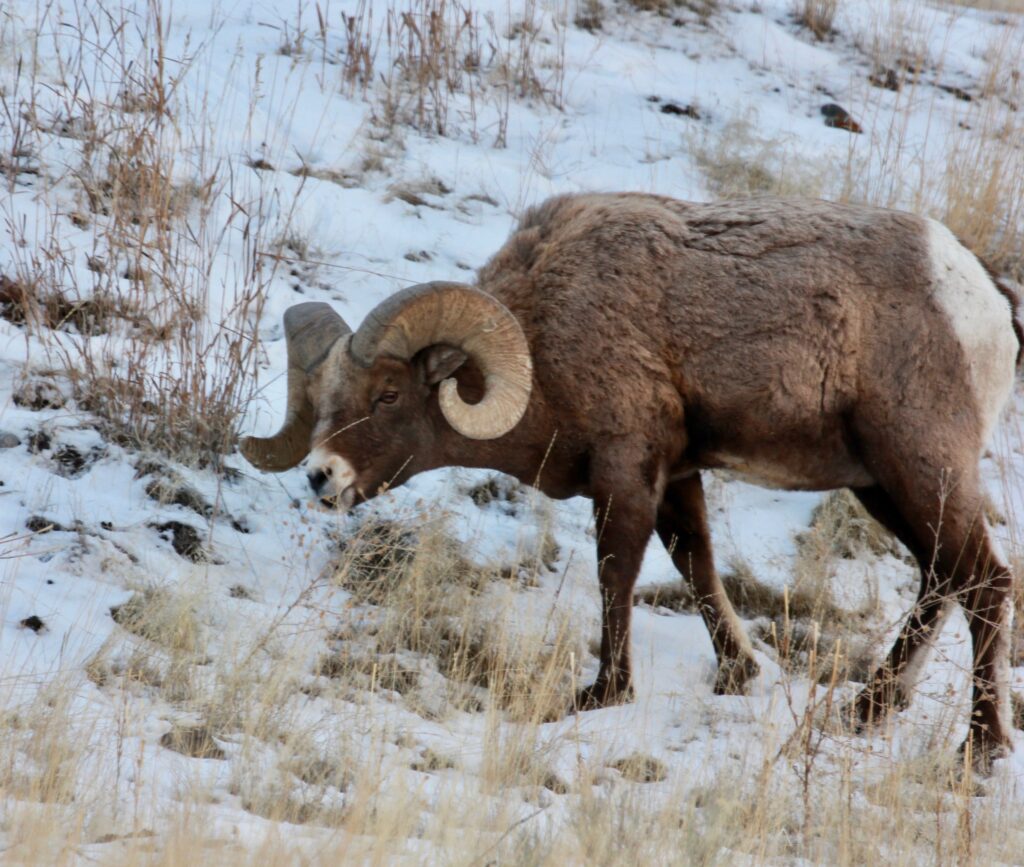 Montana big horn sheep ram