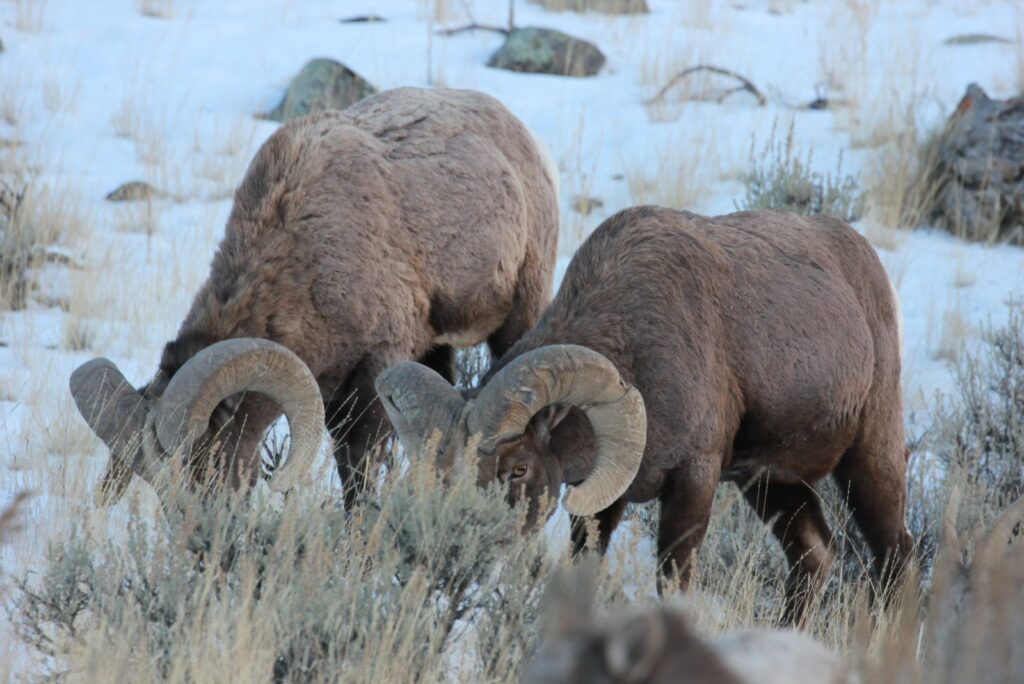 Montan Big Horn Sheep