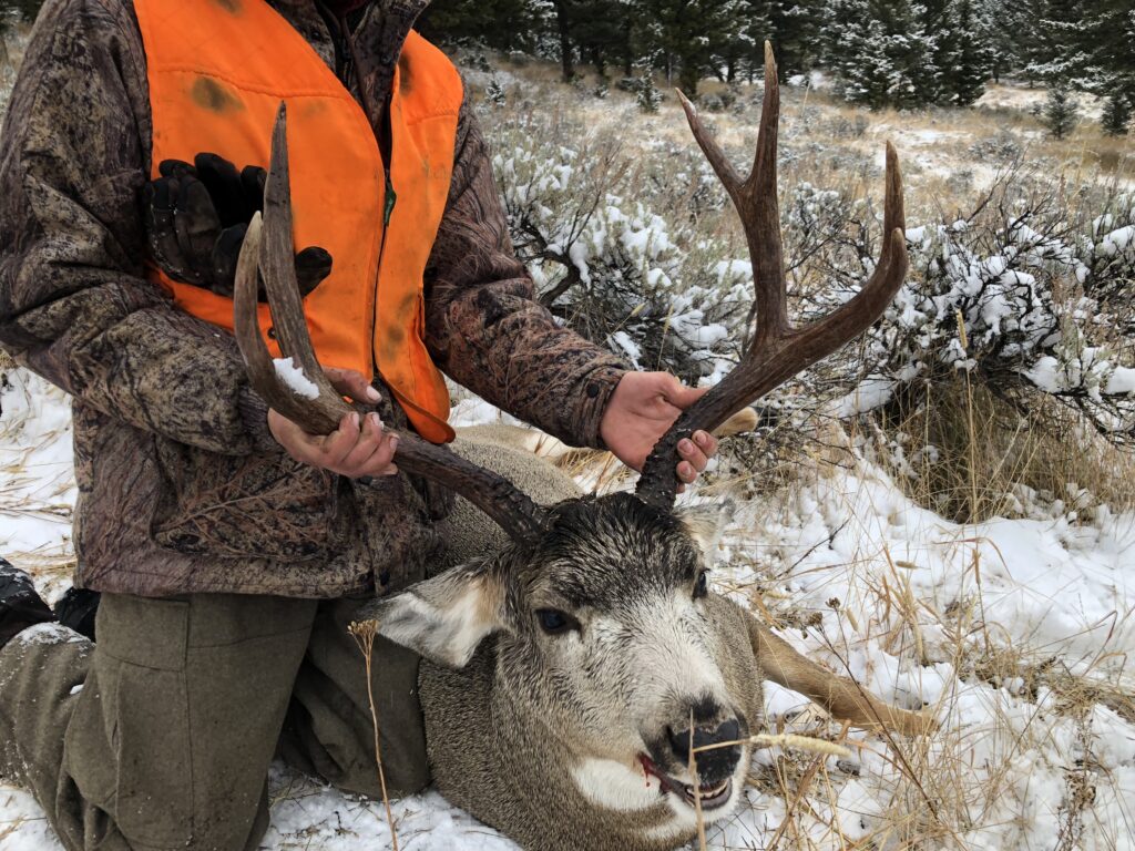 Montana guided deer hunt