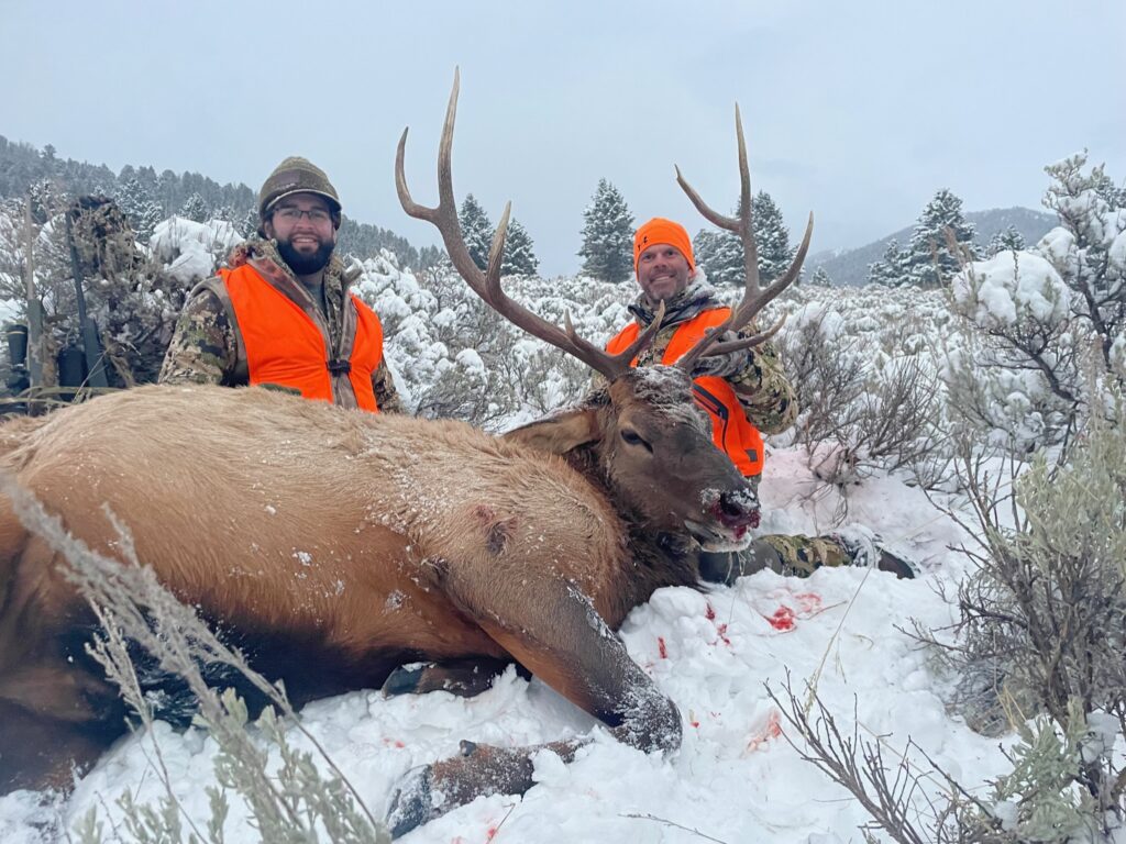 Two hunters with bull elk