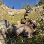 Montana bighorn sheep